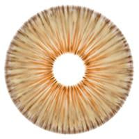 Urban Layer New York Brown - NEW (1 lens/pack)-Colored Contacts-UNIQSO UK