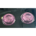 1 Day Sweety Fruit Juice Grape (2 or 10 lenses/pack)-Colored Contacts-UNIQSO UK