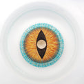 Sweety Mini Sclera Brown Lizard (1 lens/pack)-Mini Sclera Contacts-UNIQSO UK