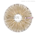 Urban Layer Gogh N Brown (1 lens/pack)-Colored Contacts-UNIQSO UK