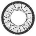 ICK Animate Grey (1 lens/pack)-Colored Contacts-UNIQSO UK