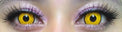 Kazzue Crazy Lens with Power - Mad Hatter (1 lens/pack)-Crazy Contacts-UNIQSO UK
