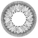 Kazzue Winter Grey (1 lens/pack)-Colored Contacts-UNIQSO UK