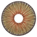 Urban Layer New York Hazel - NEW (1 lens/pack)-Colored Contacts-UNIQSO UK