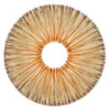 Urban Layer New York Brown - NEW (1 lens/pack)-Colored Contacts-UNIQSO